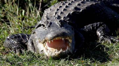 Видео с опасными крокодилом и акулой у берегов Австралии появилось в Сети - mur.tv - Австралия - штат Западная