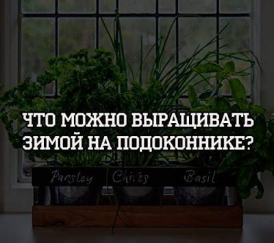 Что можно выращивать зимой на подоконнике? - psihologii.ru
