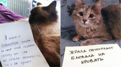 Коты-преступники, которых хозяева осудили за их злодеяния - e-w-e.ru