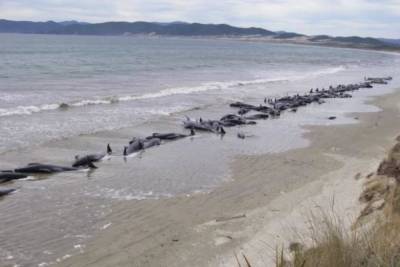 В Новой Зеландии более сотни дельфинов выбросились на берег и погибли (фото) - mur.tv - Новая Зеландия