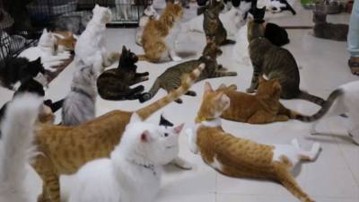 Женщина в Омане поселила дома 480 кошек и 12 собак (видео) - mur.tv - Оман - Маскат