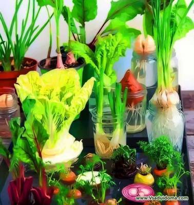 Овощи из обрезков и отходов (косточки, обрезки, верхушки) в домашних условиях - sadogorod.club