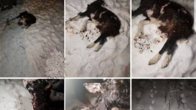 В Тобольске жители жалуются на бездомных собак, которые нападают на домашний скот - mur.tv - Тобольск