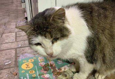 Был любимцем всех местных жителей: Уфимские зоозащитники требуют наказать виновных в жестоком обращении с котом - mur.tv