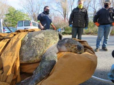 В США спасли огромную 150-килограммовую черепаху, которая застряла на пляже - mur.tv - Сша