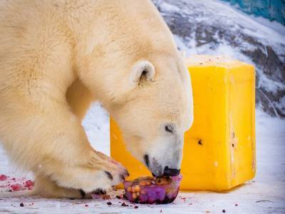 В красноярском зоопарке белых медведей поздравили полярным тортом - mur.tv