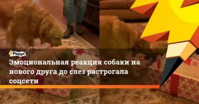 Эмоциональная реакция собаки на нового друга до слез растрогала соцсети - mur.tv