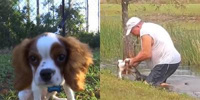 Не доставая сигару изо рта. 74-й житель Флориды спас щенка, достав его из пасти аллигатора голыми руками видео - mur.tv - Сша - штат Флорида