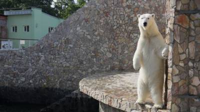 Ленинградский зоопарк разыграет кормление белой медведицы Хаарчааны - mur.tv