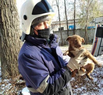 Ульяновские спасатели достали щенка из глубокого колодца - mur.tv - Ульяновск
