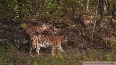 Амурские тигры съели лошадь и собаку в Хабаровском крае - mur.tv - Хабаровский край