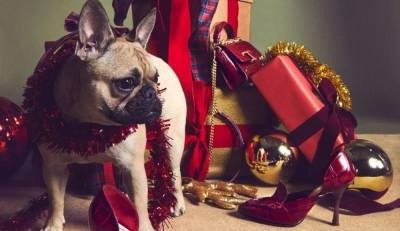 Собаки вместо моделей: рождественская рекламная кампания Tod's - vogue.ua