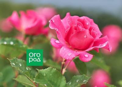 9 лучших сортов роз, цветущих все лето - sadogorod.club