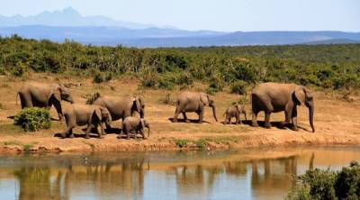 Слоны на Шри-Ланке питаются на помойке, что приводит к их массовой гибели - mur.tv - Шри Ланка