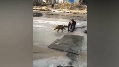 Молодой человек прополз по тонкому льду и спас собаку из холодной реки - mur.tv - Поронайск