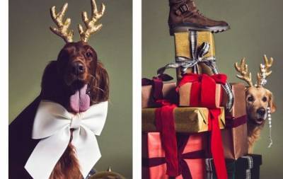 Кейт Миддлтон - Слишком мило: главными героями рождественской рекламы Tod's стали собаки (ФОТО) - hochu.ua