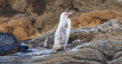Белый пингвин впервые в истории замечен на Галапагосских островах - mur.tv
