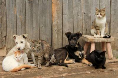 В СБУ точно подсчитали кошек и собак, съеденных во время голодомора - mur.tv - Украина