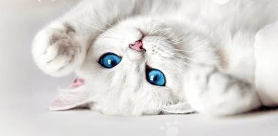 Кошки с голубыми глазами пять самых красивых пород - mur.tv