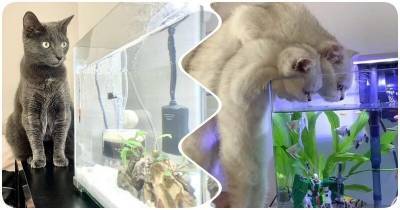 16 любопытных котиков и аквариумы, от которых они не могу оторваться - mur.tv