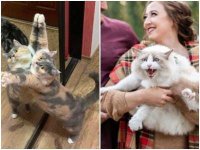 20 уморительных котов, которые обязательно подарят вам улыбку - mur.tv