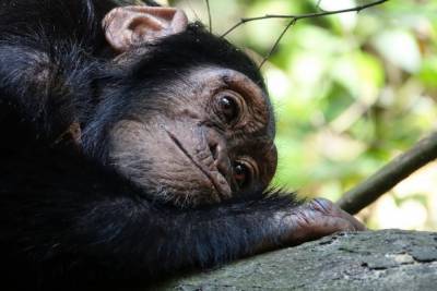 В Африке рейнджер спас детеныша шимпанзе от гибели - mur.tv