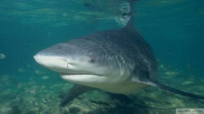 Фотограф снял встречу пловца и трехметровой акулы в США - mur.tv - Сша - штат Флорида
