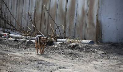 В Тобольске стаи собак нападают на прохожих - mur.tv - Тобольск