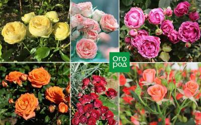 9 восхитительных сортов спрей-розы для средней полосы - sadogorod.club