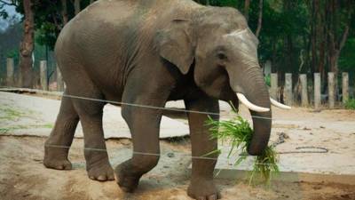 Одинокий слон отправился из зоопарка Пакистана в дикую природу Камбоджи - mur.tv - Пакистан - Камбоджа - Исламабад