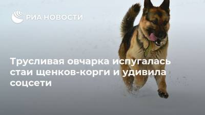 Трусливая овчарка испугалась стаи щенков-корги и удивила соцсети - mur.tv - Китай - Москва