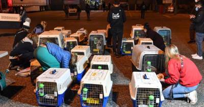 45 собак спасли от мясников и переправили из Китая в США - mur.tv - Китай - Сша - Нью-Йорк