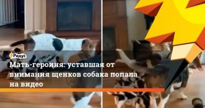 Мать-героиня: уставшая от внимания щенков собака попала на видео - mur.tv