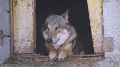 Приют для ручных волков работает в Карачаево-Черкессии. - mur.tv - Россия - республика Карачаево-Черкесия