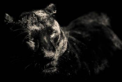 Черная кошка-призрак из Великобритании - mur.tv - Англия