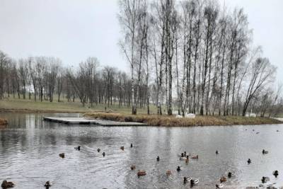 Светящиеся лебеди появились в дендропарке Пскова - mur.tv - Псков
