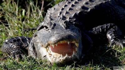 Аллигатор проглотил целую утку на озере Лисбург в США - mur.tv - Сша