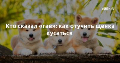 Кто сказал «гав»: как отучить щенка кусаться - 7days.ru
