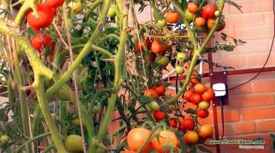 Подкормка индетерминантных томатов (помидор-индетов) - sadogorod.club
