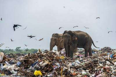 Коротко о том во что мы превращаем Землю: Слоны в писках еды роются в мусоре (фото) » Тут гонева НЕТ! - goneva.net.ua - Шри Ланка