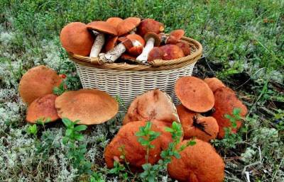 Как посадить лесные грибы у себя на грядке, чтобы они хорошо прижились - chert-poberi.ru