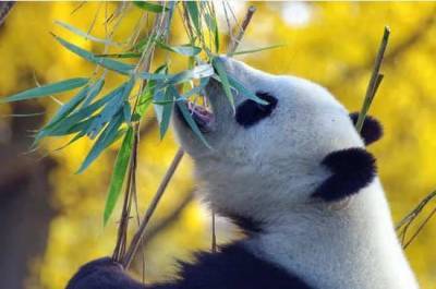 Панды из канадского зоопарка вернулись в Китай раньше срока из-за коронавируса - mur.tv - Китай - Канада