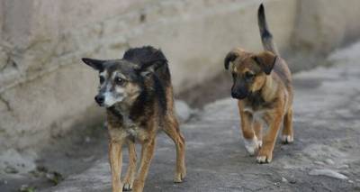 Количество бездомных собак на улицах Худжанда увеличилось - mur.tv - Таджикистан