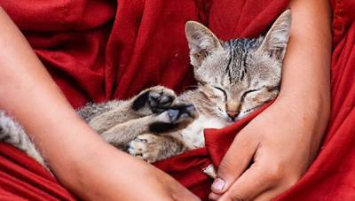 Буддийский монастырь в Бирме: обитель летающих кошек - 7days.ru - Китай - Бирма