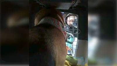 “Заткнись и жри!”: грузчики в аэропорту дразнили собаку в переноске и попали на видео - mur.tv - Сочи