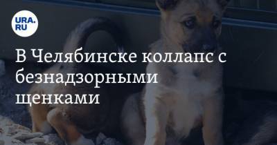 В Челябинске коллапс с безнадзорными щенками. Зоозащитники экстренно раздают животных - mur.tv - Челябинск