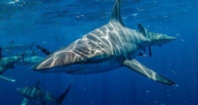 Австралийцы оставили без еды белых акул - mur.tv - Юар