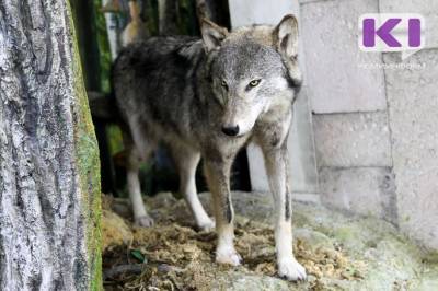 В Визинге орудует стая волков из пяти особей - mur.tv - республика Коми