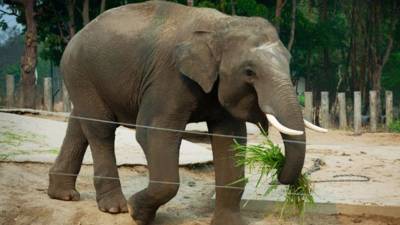 Шер поможет найти пару самому одинокому в мире слону - mur.tv - Камбоджа