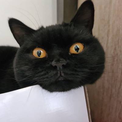 Нокси кошка, которая околдовала Instagram - mur.tv